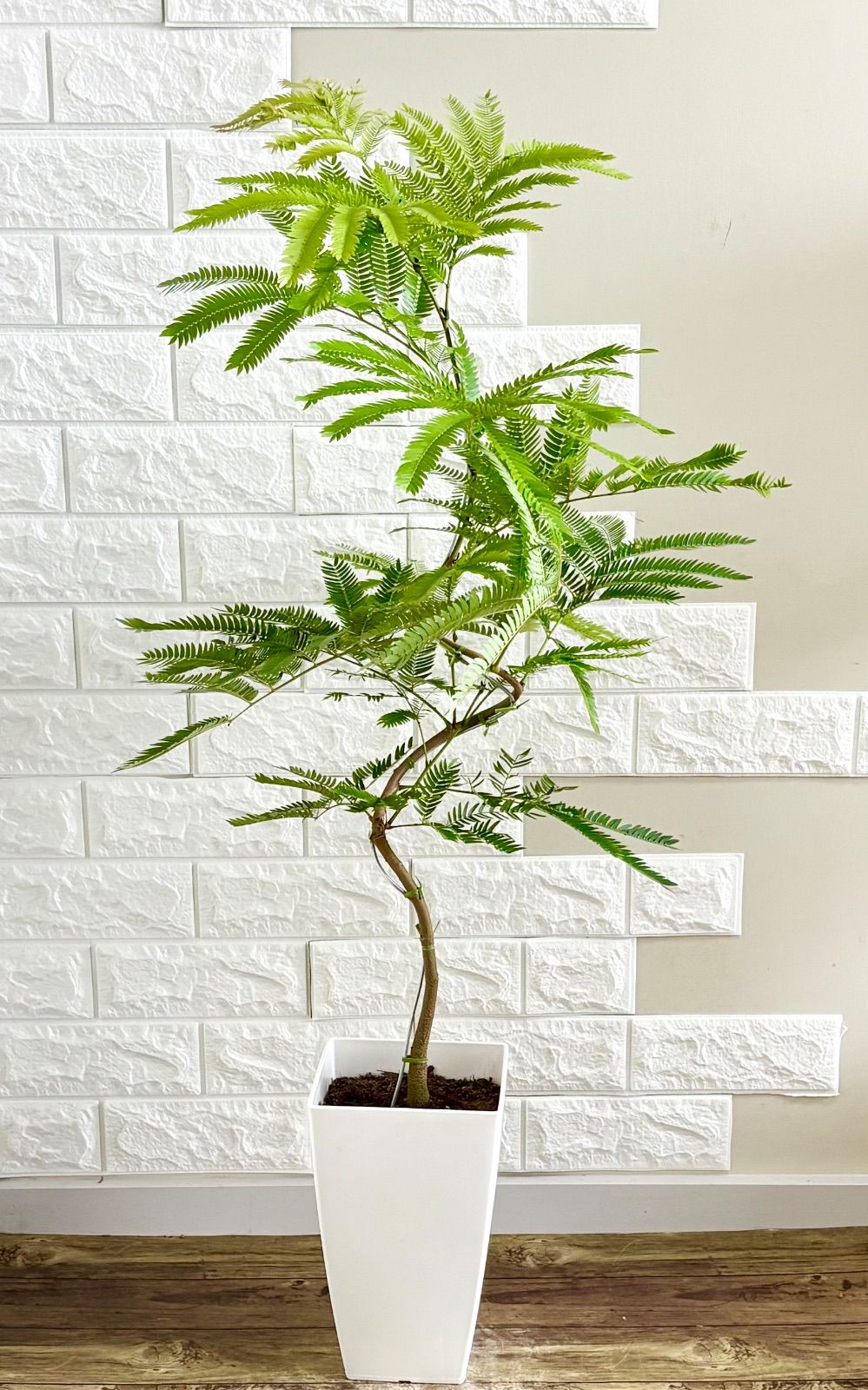エバーフレッシュ⭐️曲がり⭐️約125cm エバーフレッシュ⭐️曲がり⭐️約125〜130cm | 観葉植物のお店