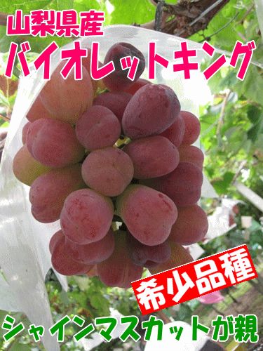 【バイオレットキング】種なしぶどう２ｋｇ箱（３房前後）８月下旬～９月中旬発送