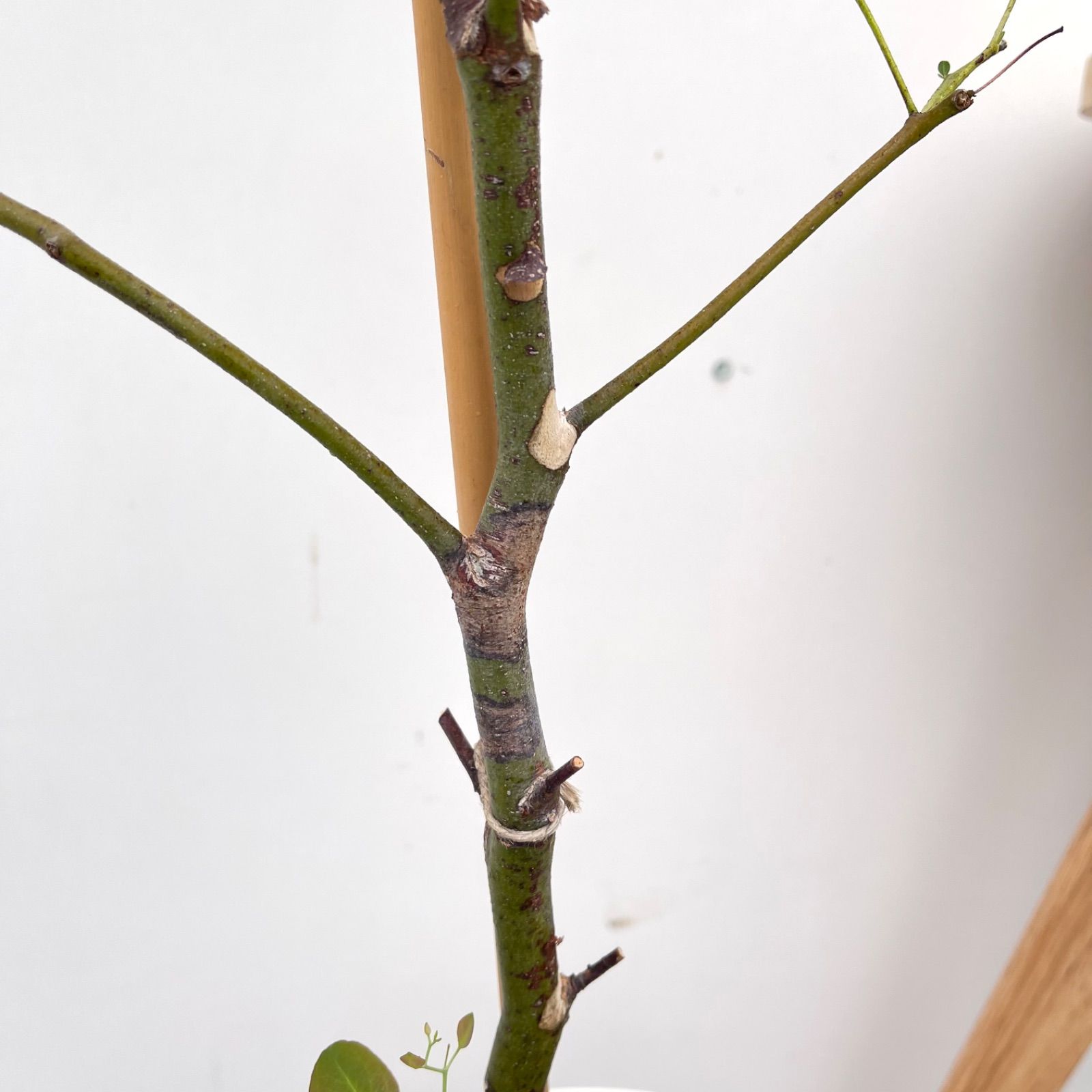 観葉植物