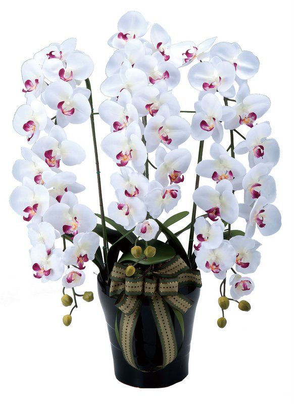 アートフラワー 造花 ロイヤル胡蝶蘭Ｗ/光触媒〔フロアタイプ〕人気作品/光触媒 観葉植物 ウンベラータ フェイクグリーン 花 胡蝶蘭 開店祝い 開業祝い 誕生祝い 造花 アートフレーム おしゃれ 飾る 5Lサイズ