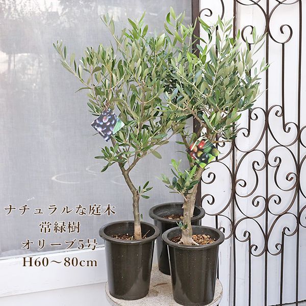 現品販売 常緑苗木 オリーブ ネバディロブランコ ミッション