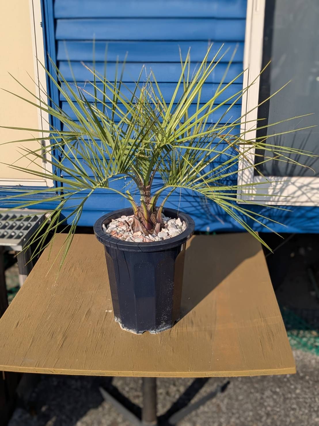 鉢ごと発送】ココスヤシ 2025.4.16Cc2 Butia capitata (ヤタイヤシ 