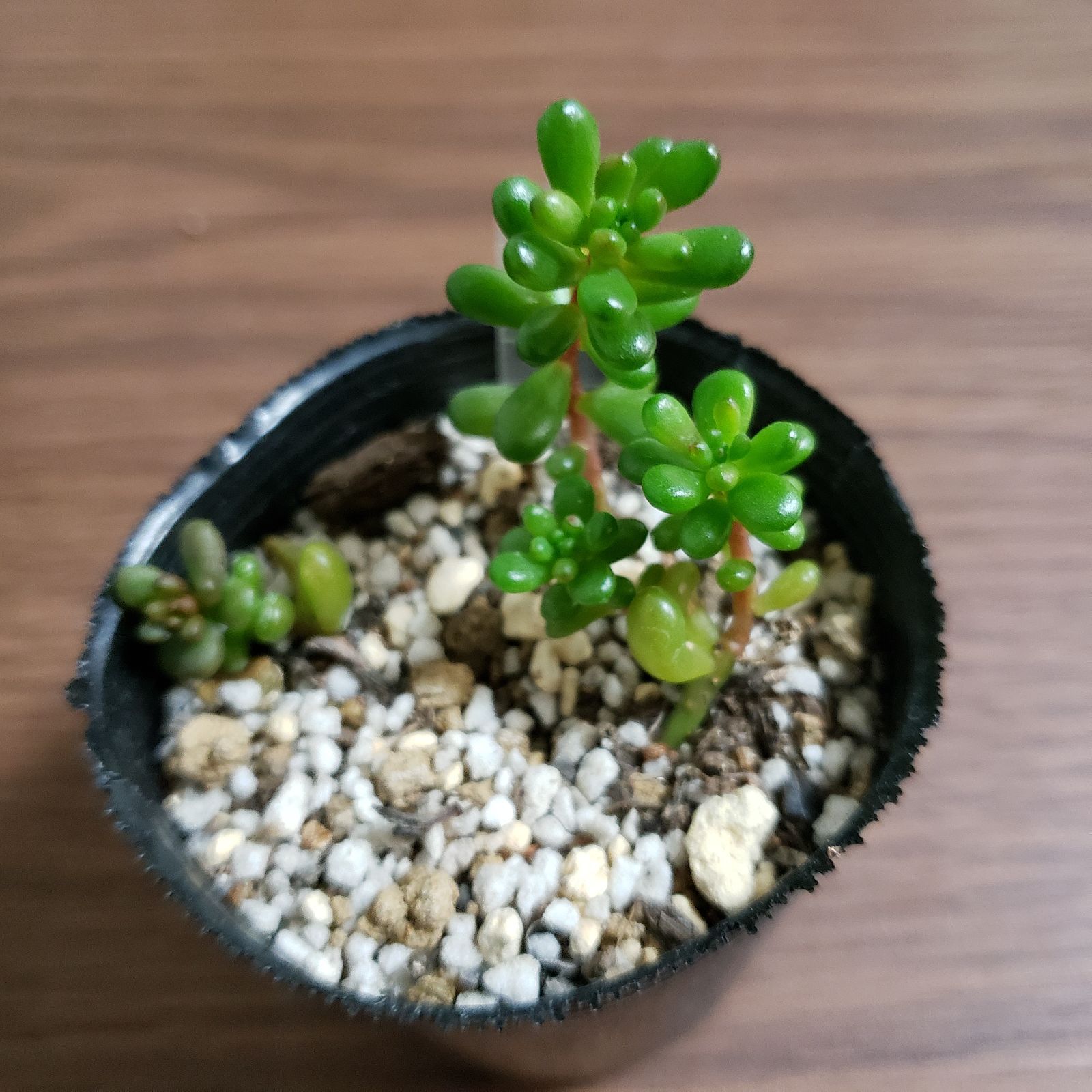 多肉植物 セダム レッドベリー 抜き苗 & カット苗 - メルカリ