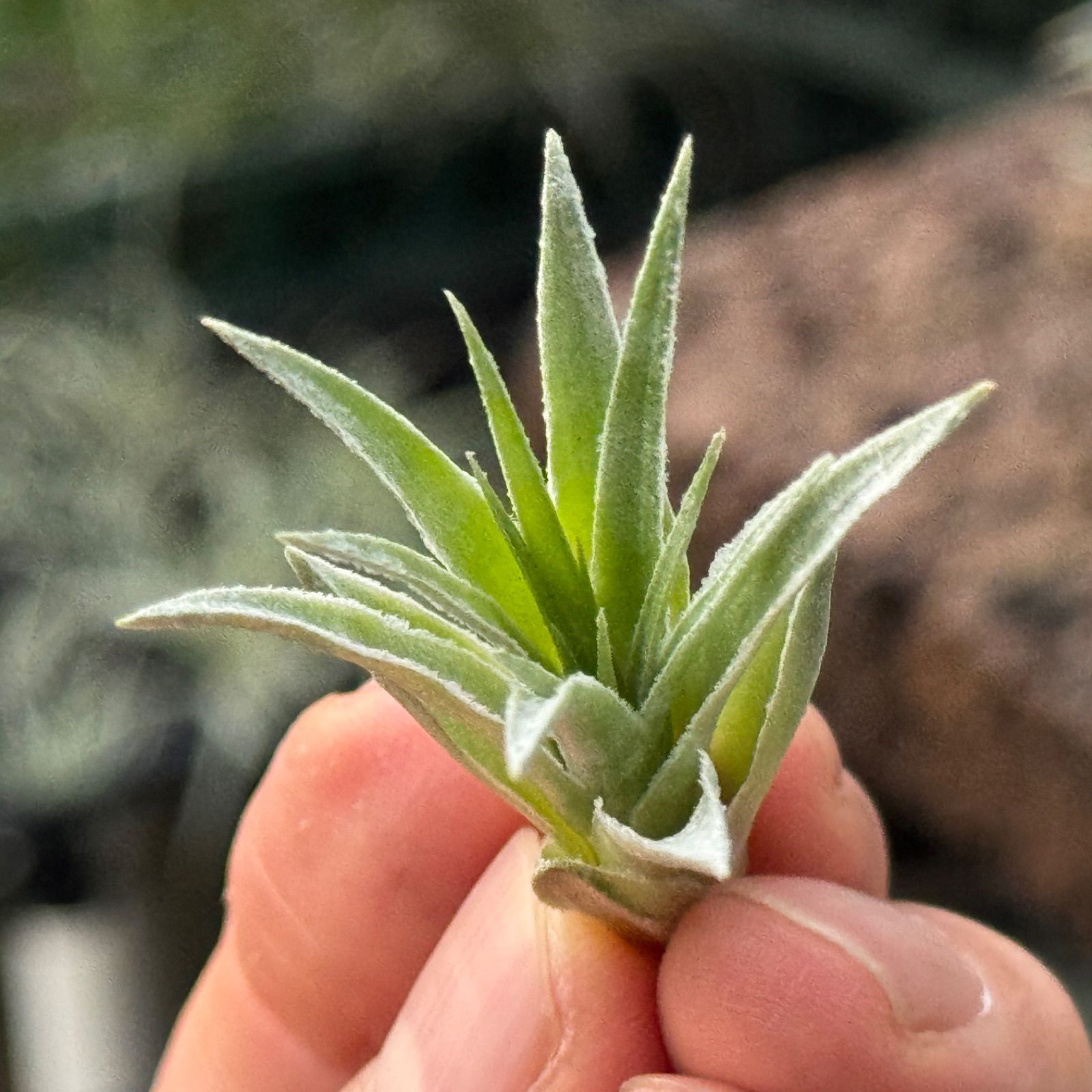 チランジア ロゼイフローラ Tillandsia roseiflora＊エアプランツ