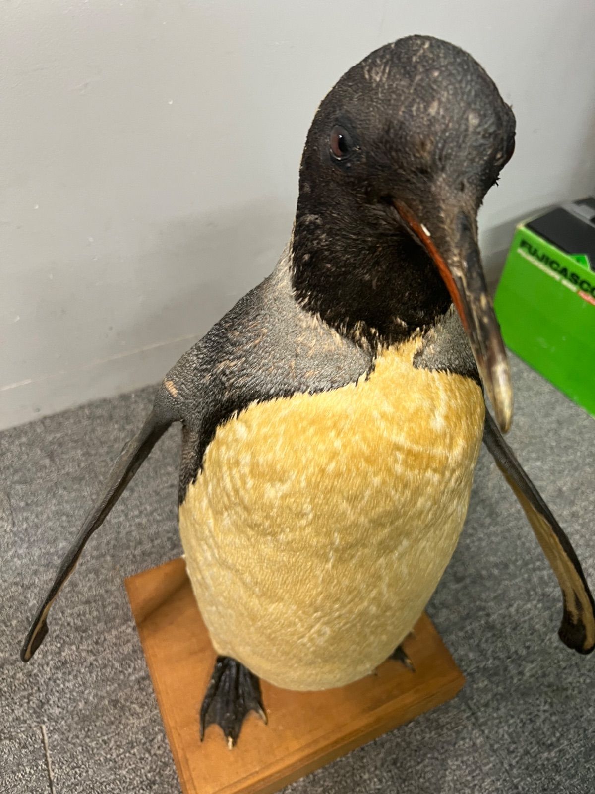 ⭐︎ 希少 ペンギン 剥製 オブジェ 動物 剥製 - メルカリ