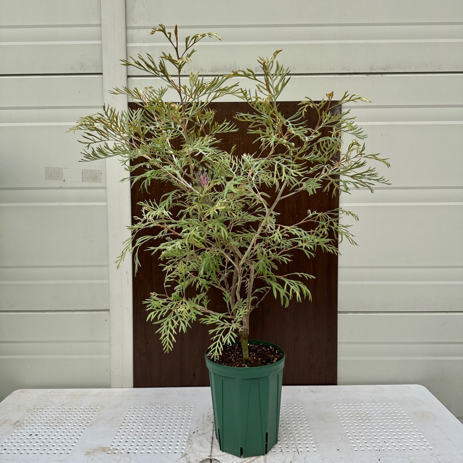 グレビ ドーンパープル