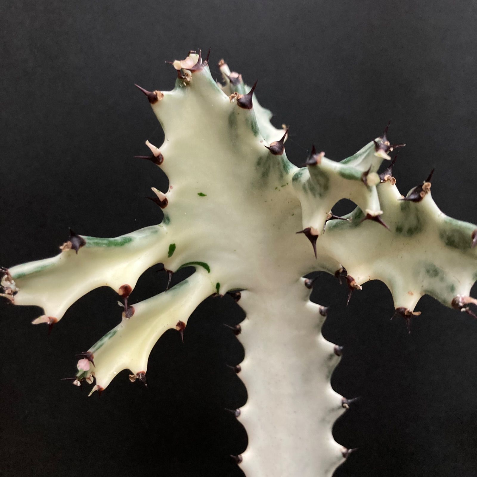 【美形】ユーフォルビア ホワイトゴースト #8 / 観葉植物 サボテン 多肉植物-5