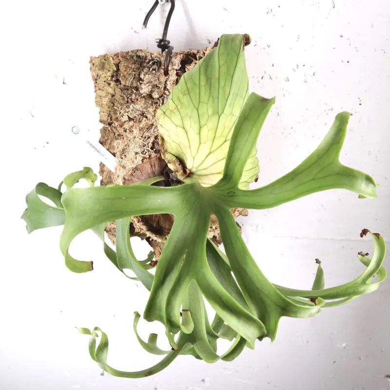 P1612 ビカクシダ コロナリウム ホワイト P.coronarium cv. white