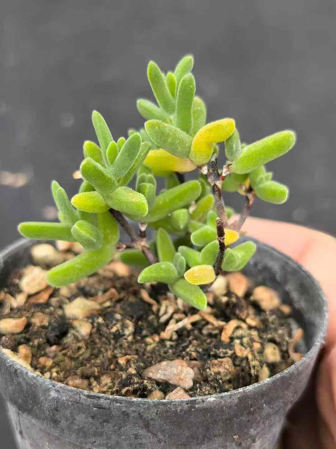 32鉢の土鉢付きセット メセンの一種 ドロサンセマム 多肉植物 佐川急便発送 エケベリア 韓国苗 MY728 USTAUSTRALIA_COM_AU