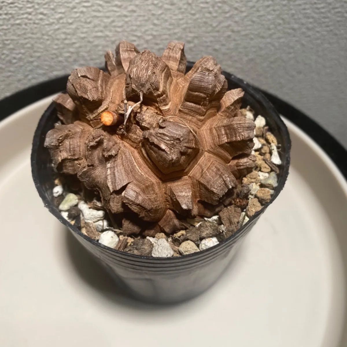 亀甲竜 (長谷川亀甲竜) | Shop at Mercari from Japan! | Buyee