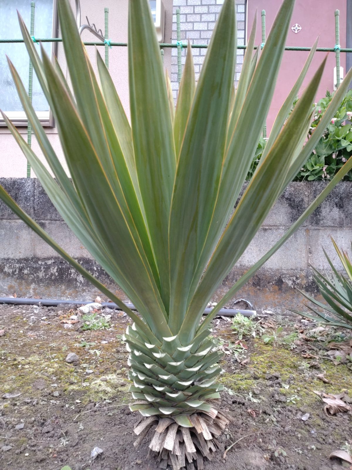 ユッカ グロリオサ キミガヨラン 安心の発根株