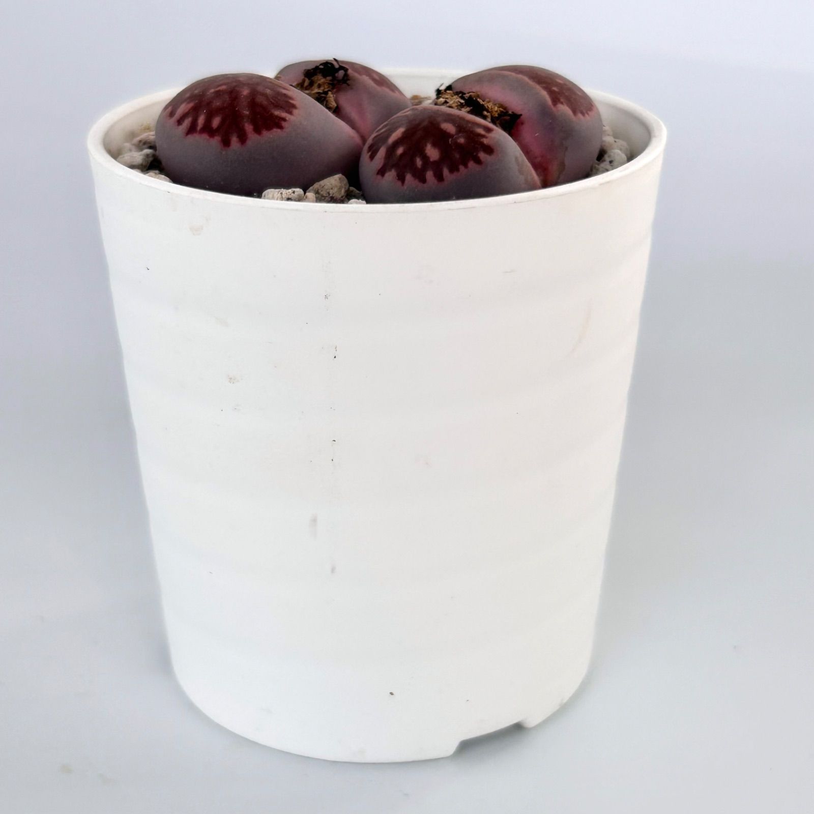 多肉植物】メセン・リトープス 紫菊章玉 Lithops julii ssp