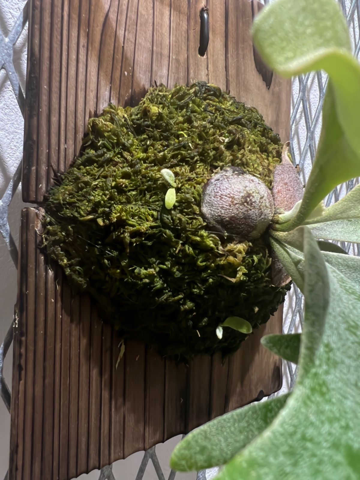 P.willinckii '月光爪哇' ウィリンキー　ビカクシダ　子株 P.willinckii 月光爪哇 from @comolebi_plants 鳥羽水族館で見た