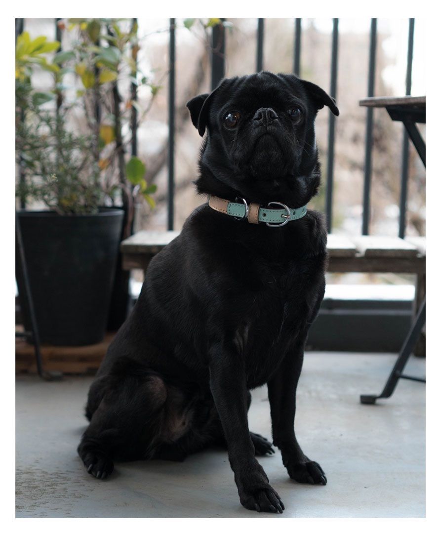 犬の首輪】ミントグリーン x ベージュ (バイカラー) ティファニー