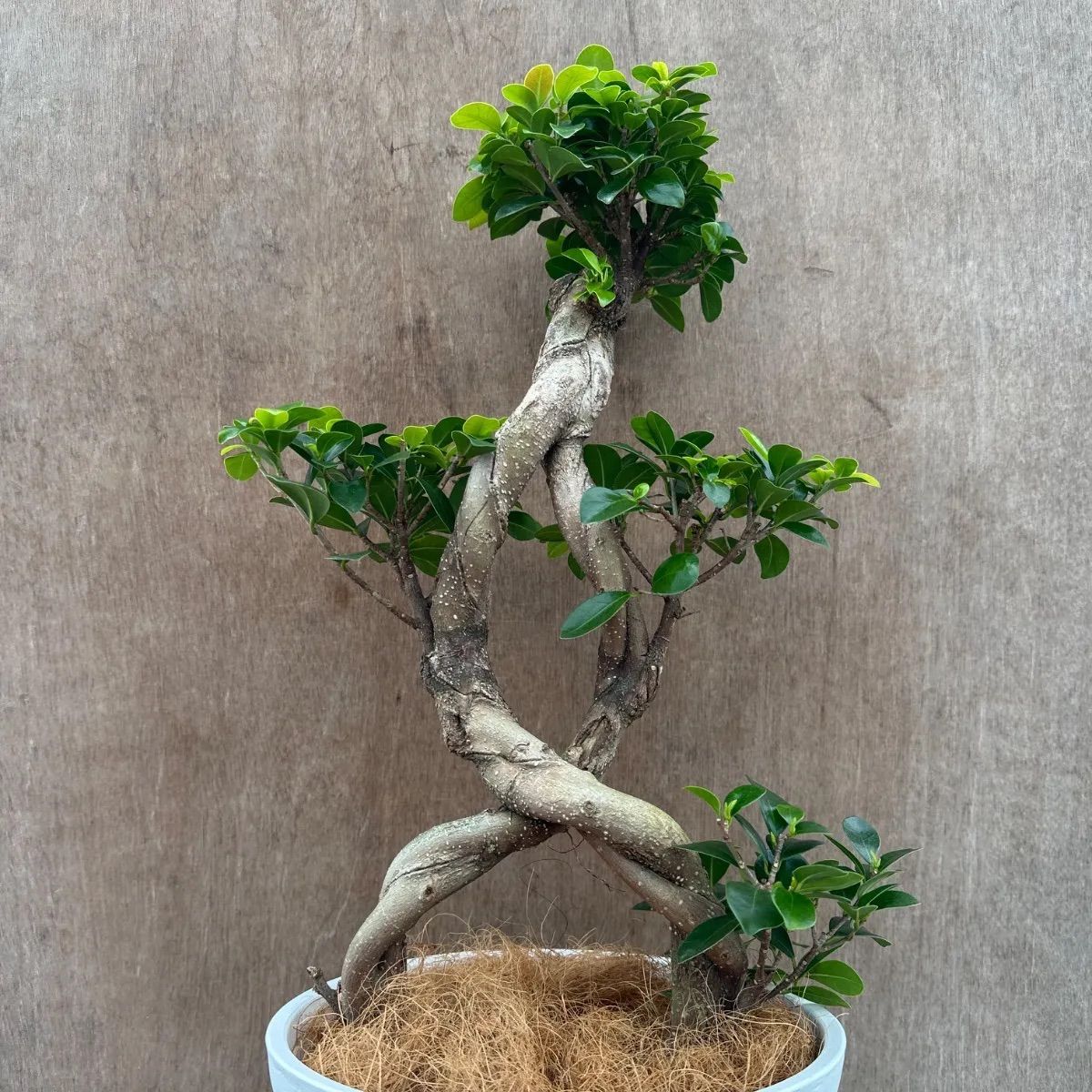 観葉植物 ガジュマル 多幸の木 曲がり仕立て 昇り竜 スクエア陶器