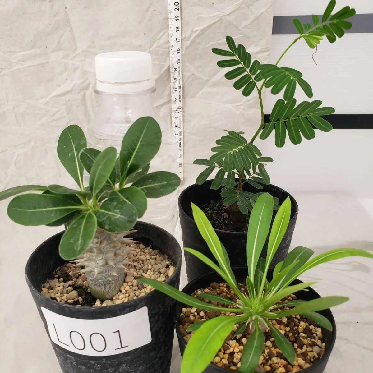 L001【SALE商品】コーデックス 3株セット（実生・鉢植え）【えびす大黒・センナメリディオナリス・札落ちパキポディウム】 - メルカリ