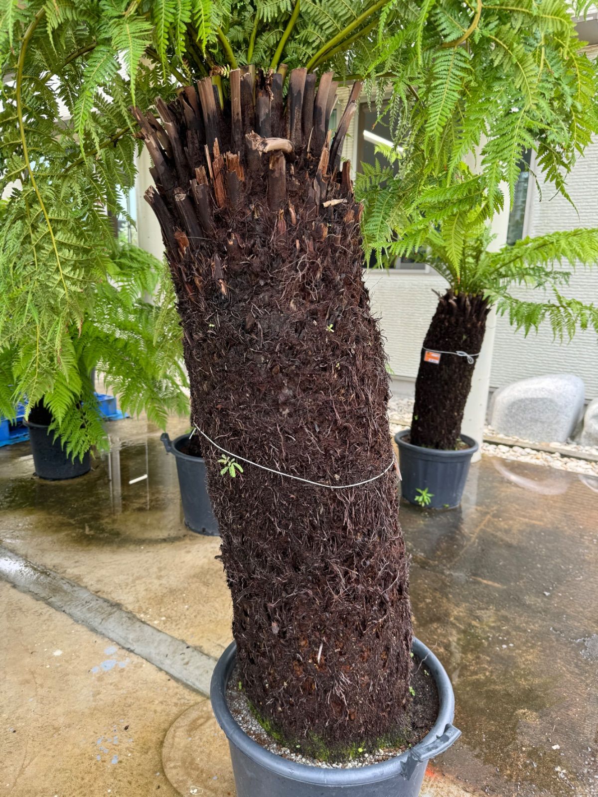 ディクソニア　アンタルクティカ ディクソニア：アンタルクティカ 5号鉢植え の通販 | 園芸ネット