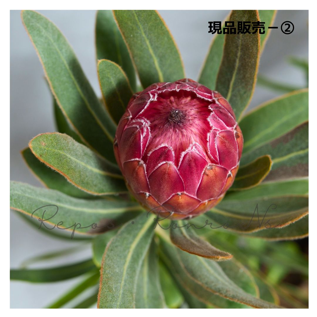 プロテア ピンクアイス 現品 6号 プロテア苗 ネイティブプランツ オージプランツ ドライガーデン ドライフラワー 花束 WWW_OLIVIERBERNSTEIN_COM