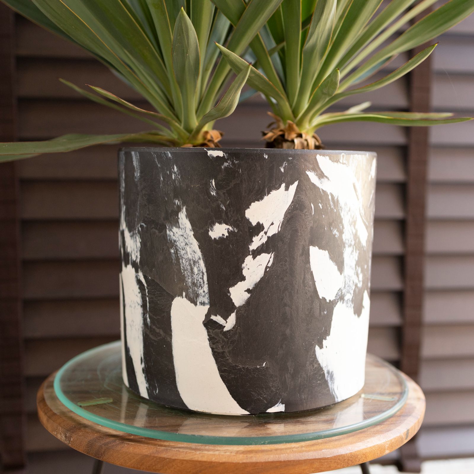 【#25017】ユッカグロリオサ アツバキミガヨラン 新着情報・ブログ | 新着情報・ブログ | 香川県 高松市｜エクステリア