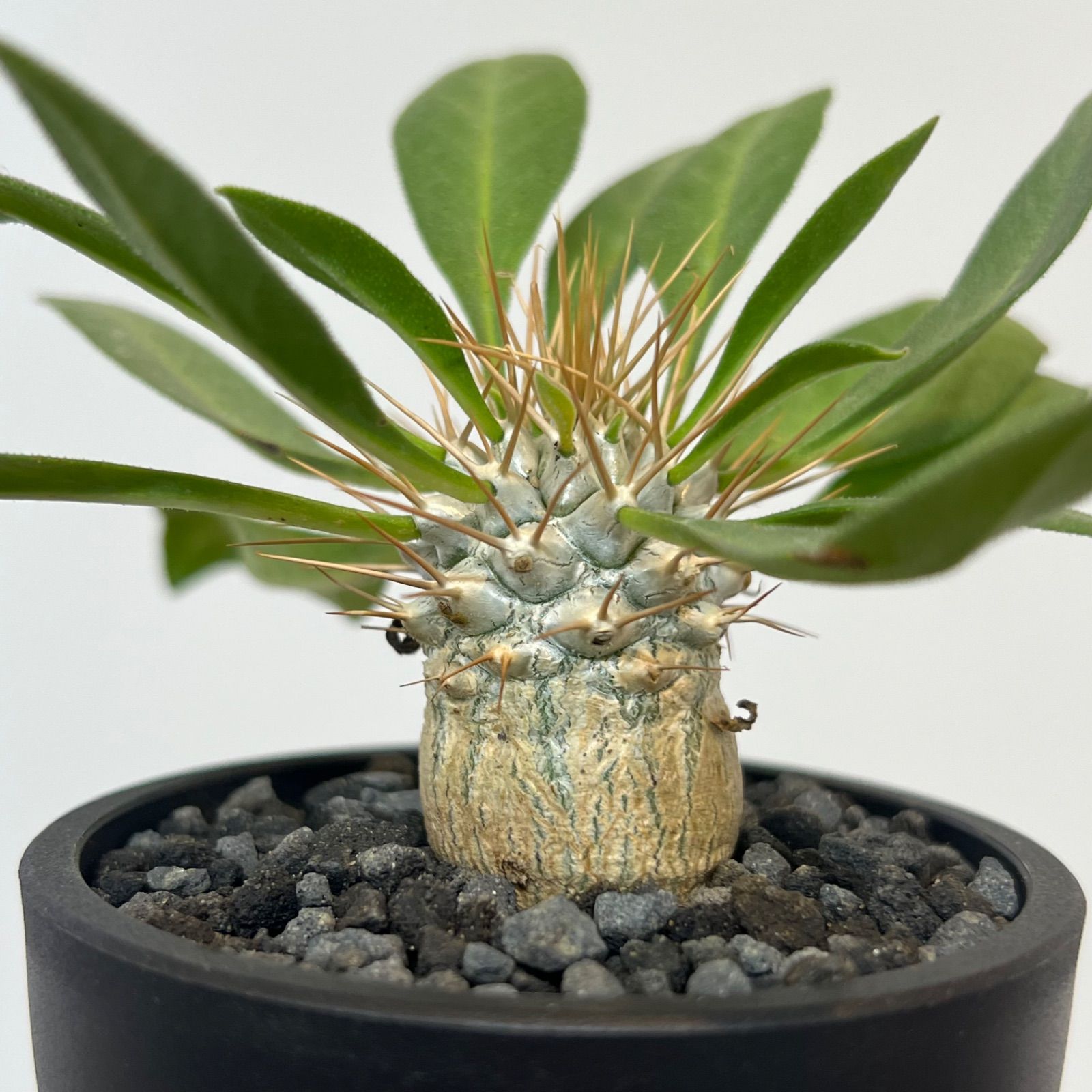 希少】パキポディウムナマクアナム 光堂 塊根植物 多肉 コーデックス