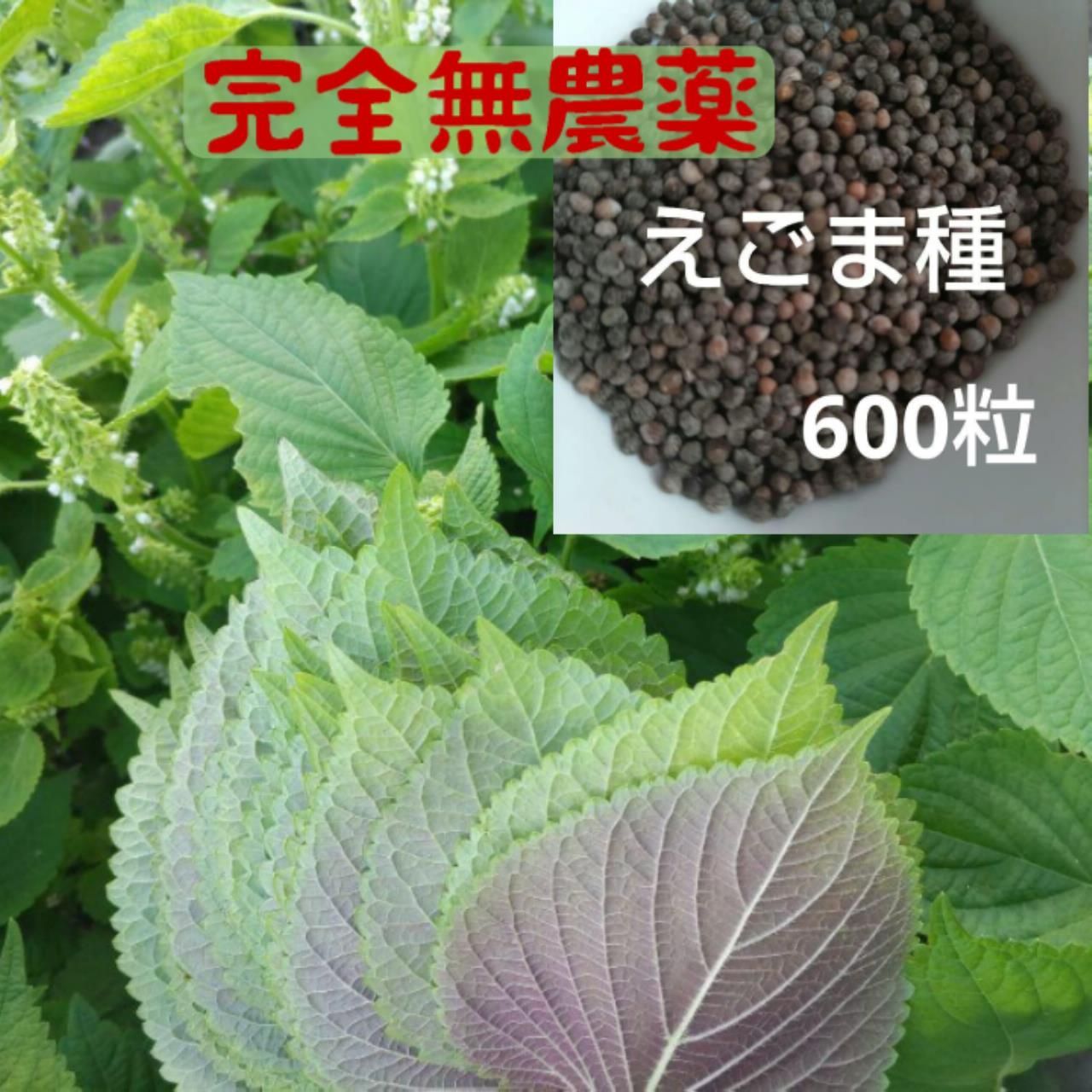 egoma 荏胡麻 エゴマの種 えごま 3g - メルカリ