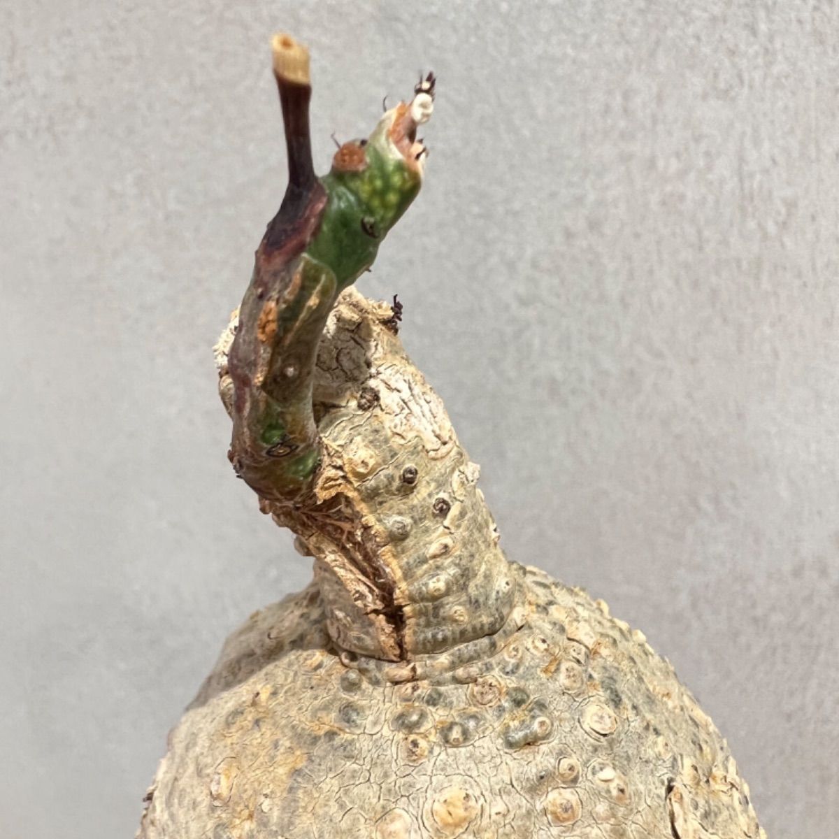 【メルカリ便】Se1509 アデニア メタモルファ 2025年最新】アデニア メタモルファの人気アイテム - メルカリ