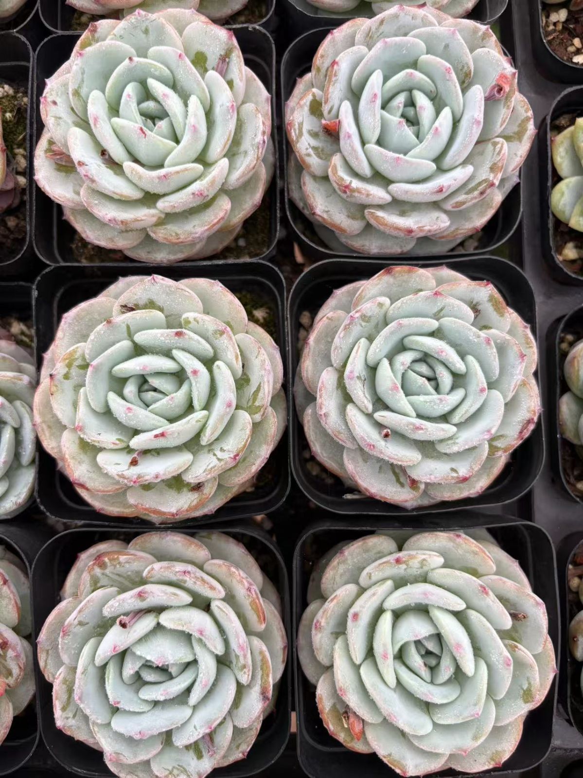 50株の抜き苗セット】ホワイト蓮 多肉植物 佐川急便発送