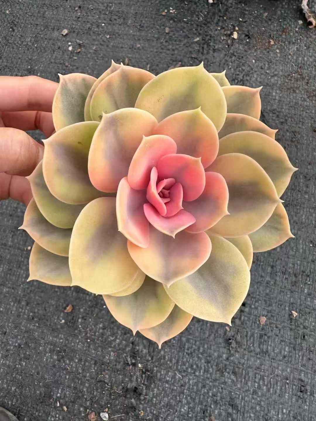 抜き苗 多肉植物