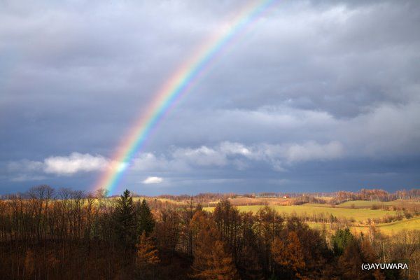 インテリア 額入り