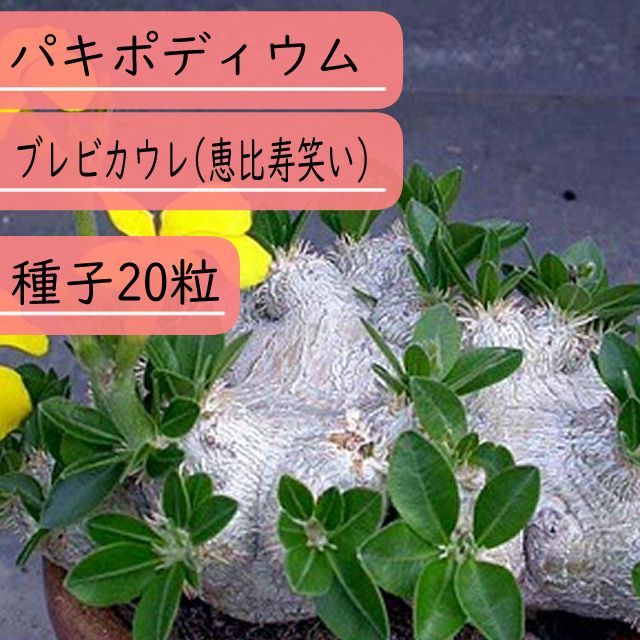 種子】パキポディウム・ブレビカウレ(恵比寿笑い) 種子20粒 - メルカリ