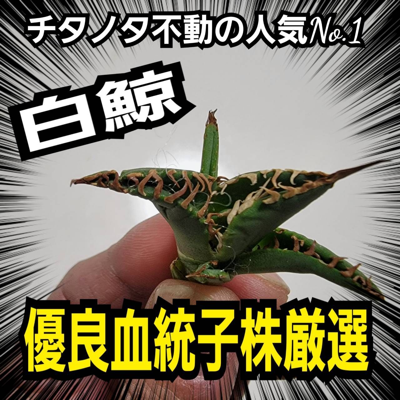 アガベ 白鯨 優良血統子株厳選 チタノタ界不動の人気ナンバーワン！白