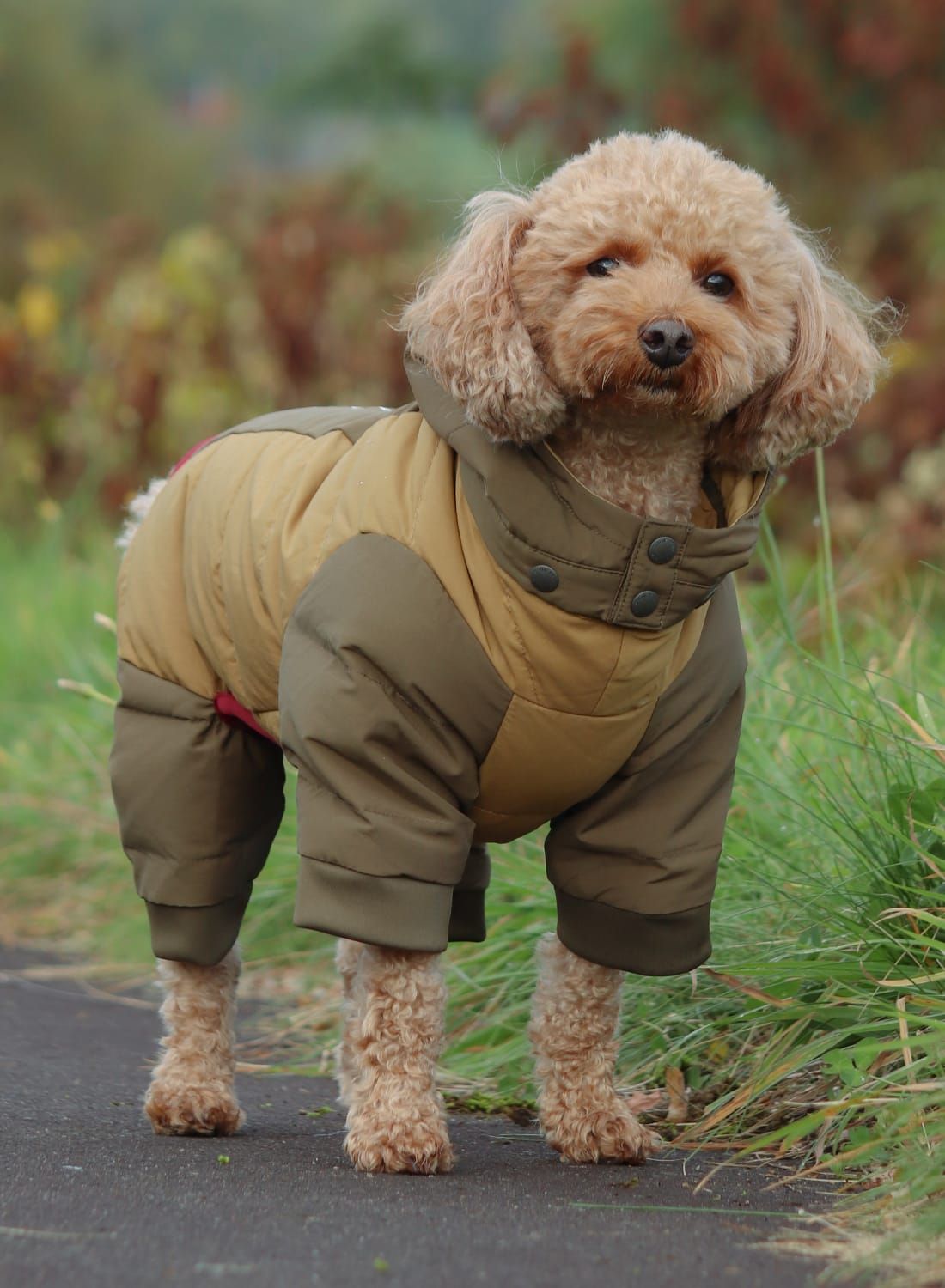 楽天市場】【返品交換送料無料】Snow Peak(スノーピーク)SP Dog