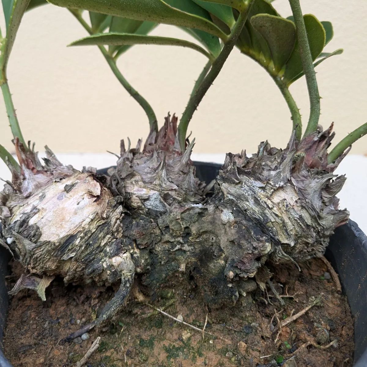 6月12日以降発送】多頭株 ザミア フルフラセア｜メキシコソテツ