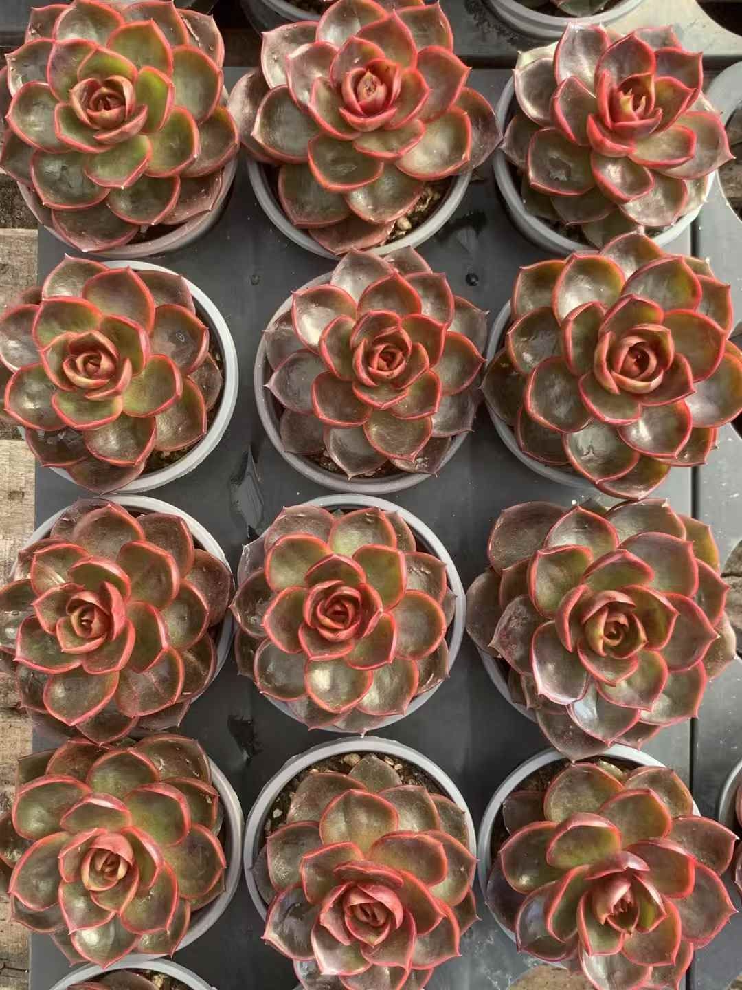 35株の抜き苗セット レッドライト 多肉植物 佐川急便発送 エケベリア 韓国苗 LX24 STEELWINDOWSANDDOORS_COM