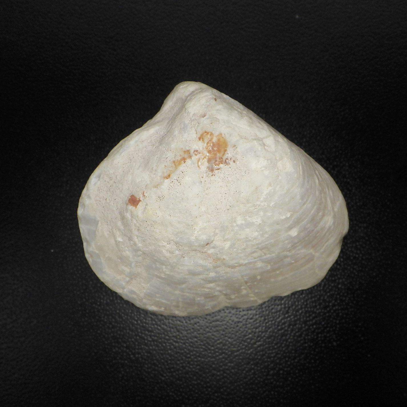 オパール化石！2枚貝 シェルオパール 109.4ct - メルカリ