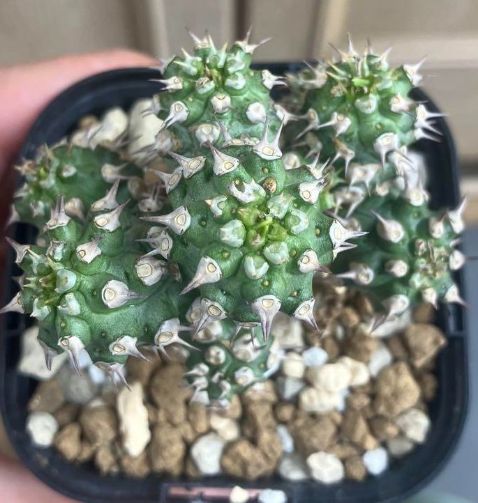 ユーフォルビア　トム　Euphorbia Cv tom 接ぎ降ろし　9頭　良型 ユーフォルビア トム Euphorbia Cv tom 接ぎ降ろし 9頭 良型