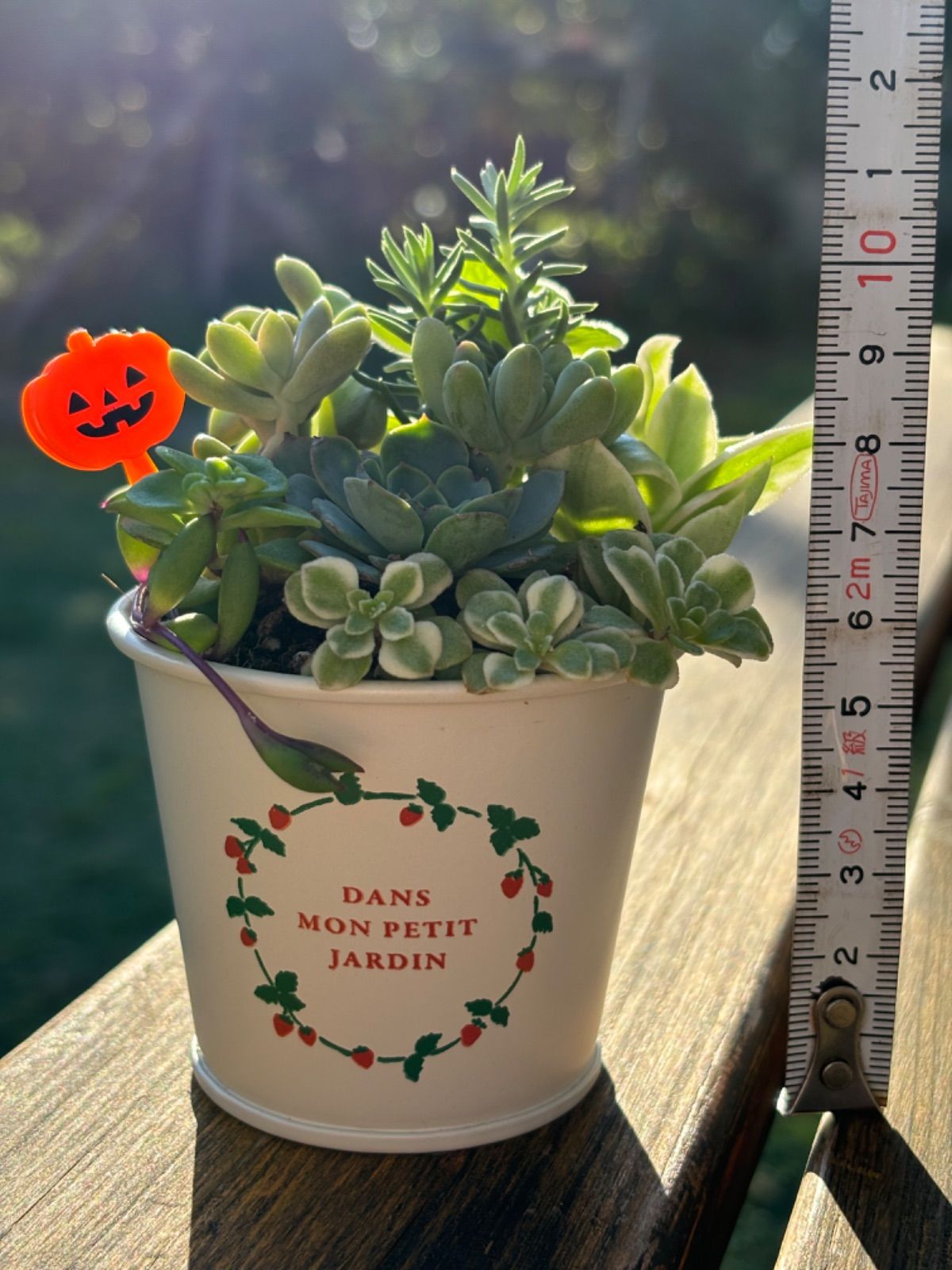 多肉植物＊寄せ植え＊ストロベリー柄鉢＊そのまま飾れる＊ハロウィン 