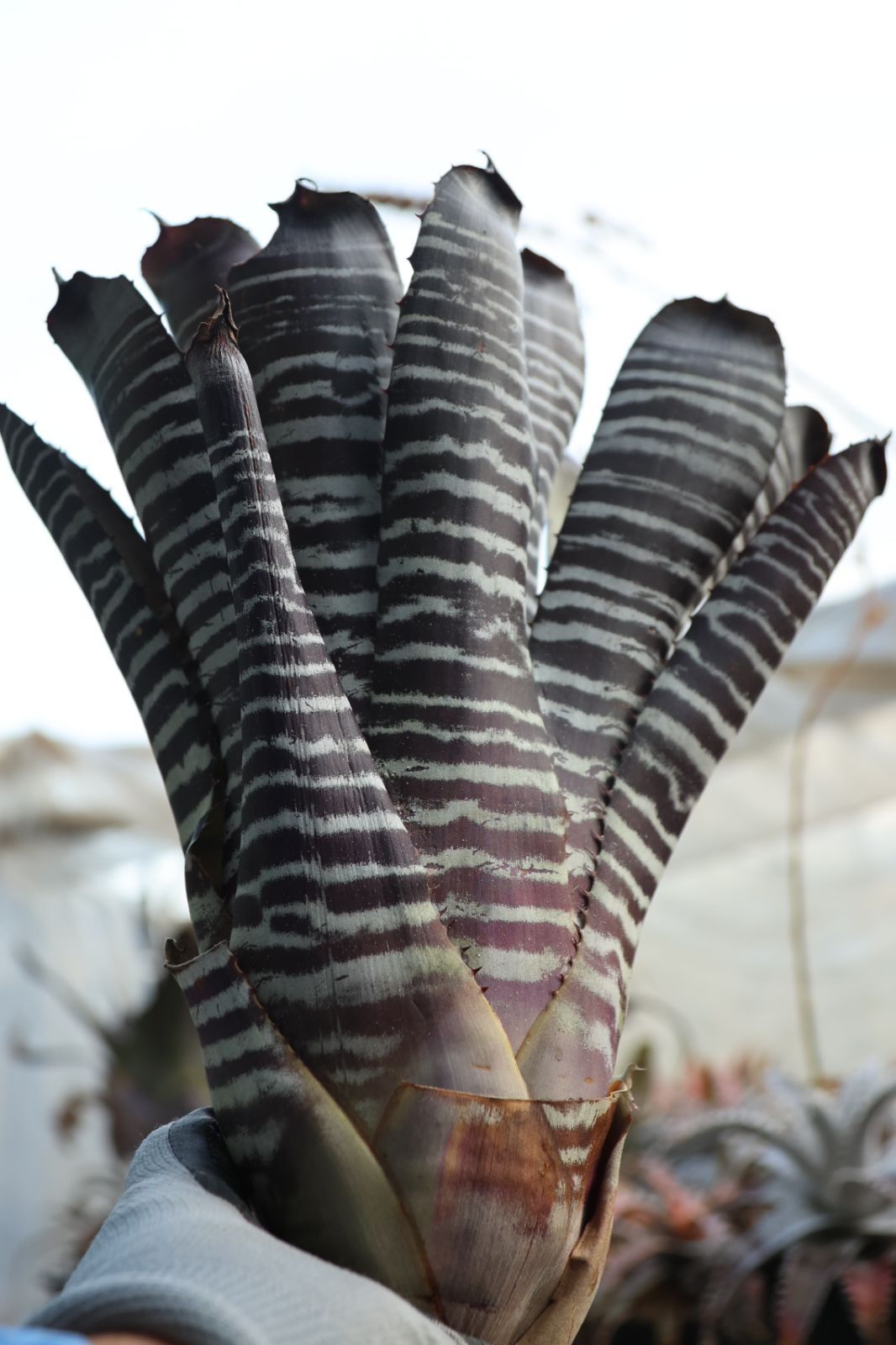 スティガ stiga DNA プラチナM アカ トクアツ 卓球ラバー (1712050521