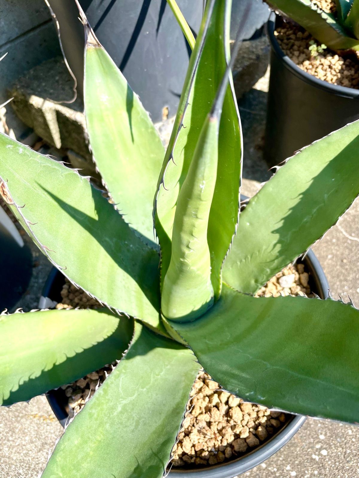 Agave shark skin × salmiana v. ferox アガベ シャークスキン × サルミアナフェロックス - メルカリ