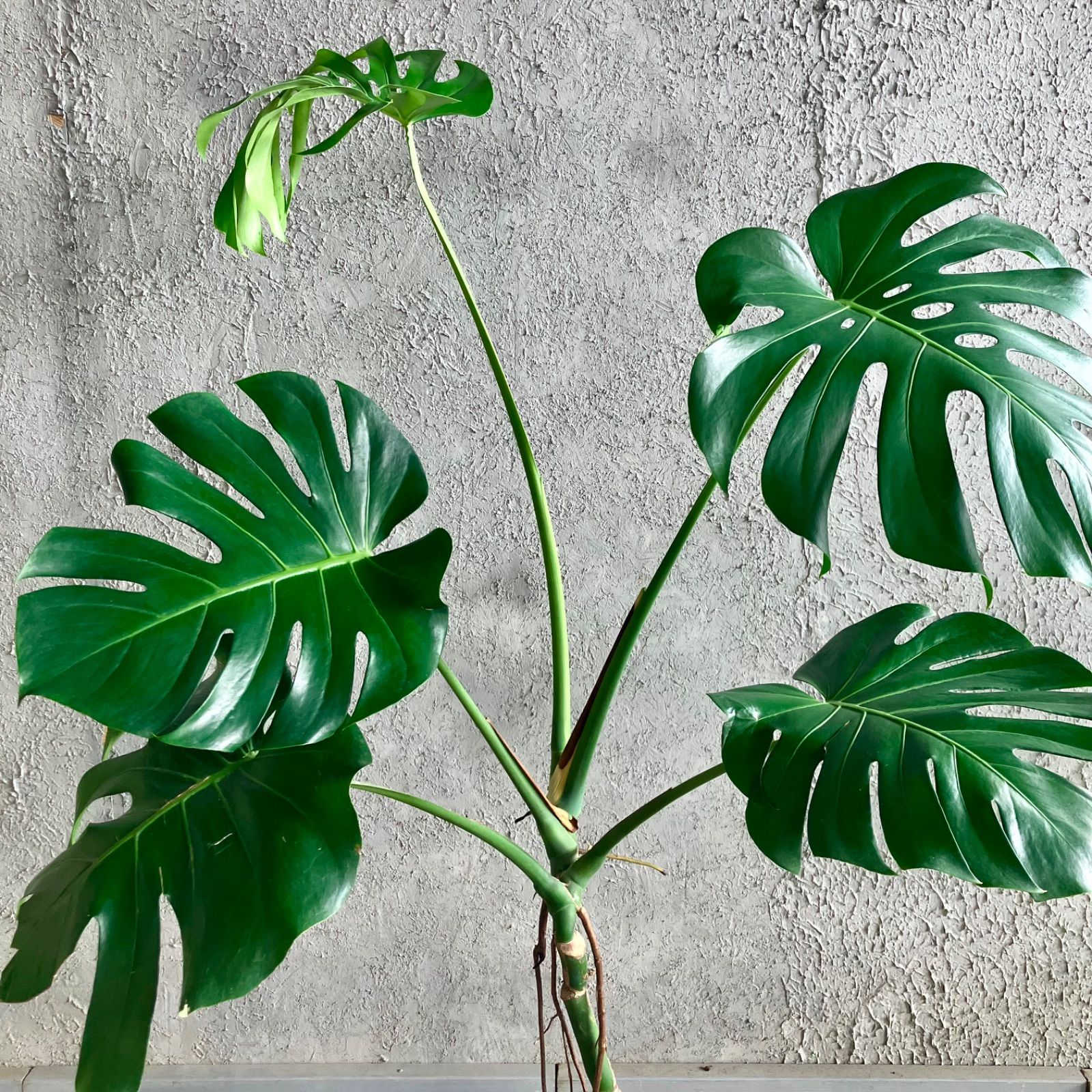 大型 根上がり モンステラ デリシオーサ 10号 テラコッタ鉢植え