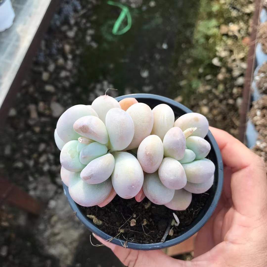 H*e様 R521　クリームベリー　抜き苗　28株　多肉植物 エケベリア 韓国苗 ベリー / エケベリア / 【抜き苗・カット苗】 / 韓国苗 / 多肉