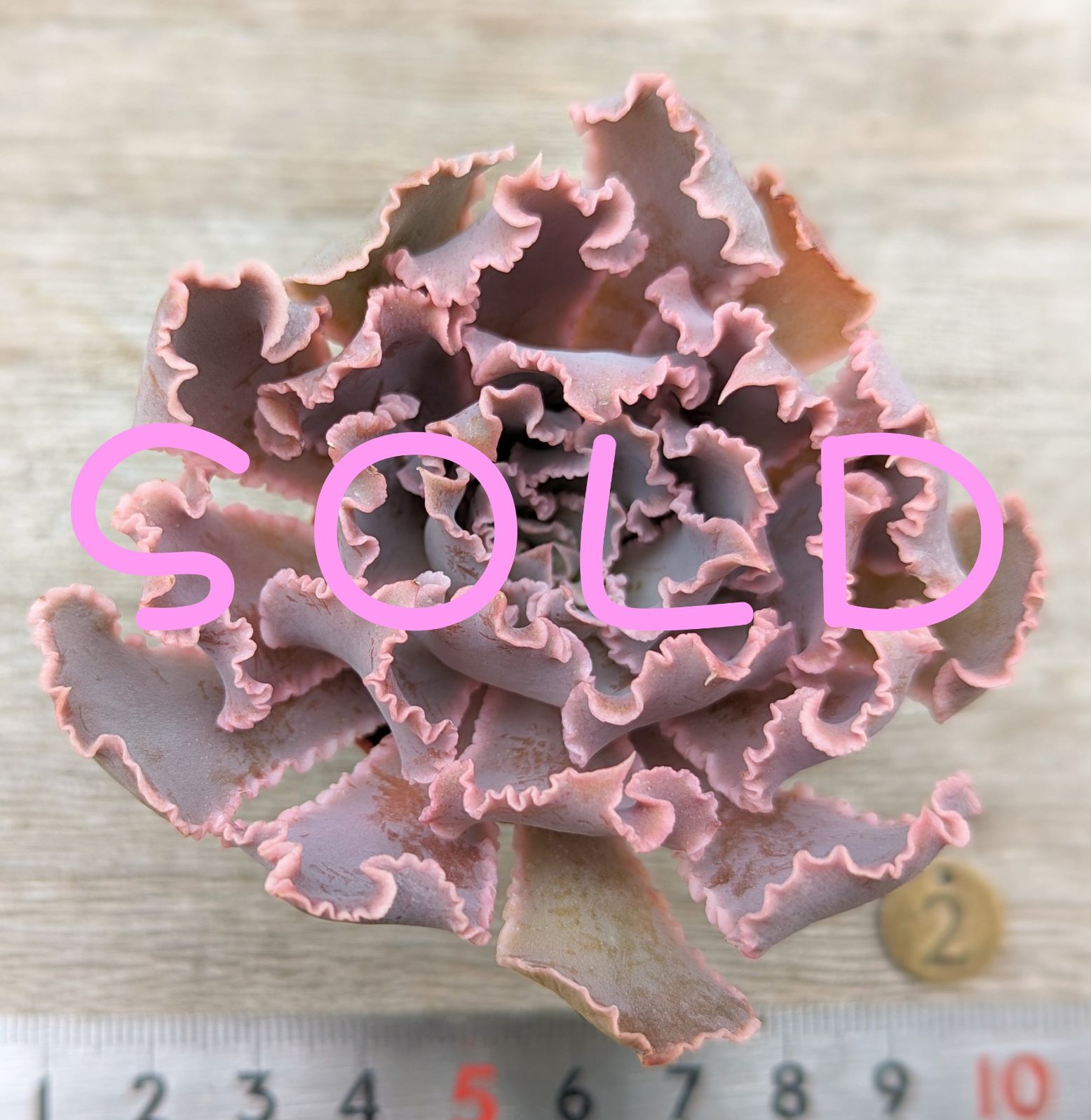 メルカリ便　フィレンツェ錦　韓国苗 ♪多肉植物 韓国苗 フィレンツェ♪ - メルカリ