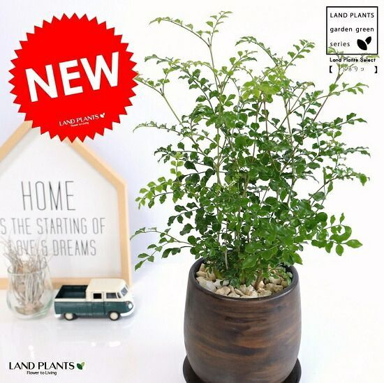 美品LARDINI オフホワイト コットン ニットジャケット サイズM