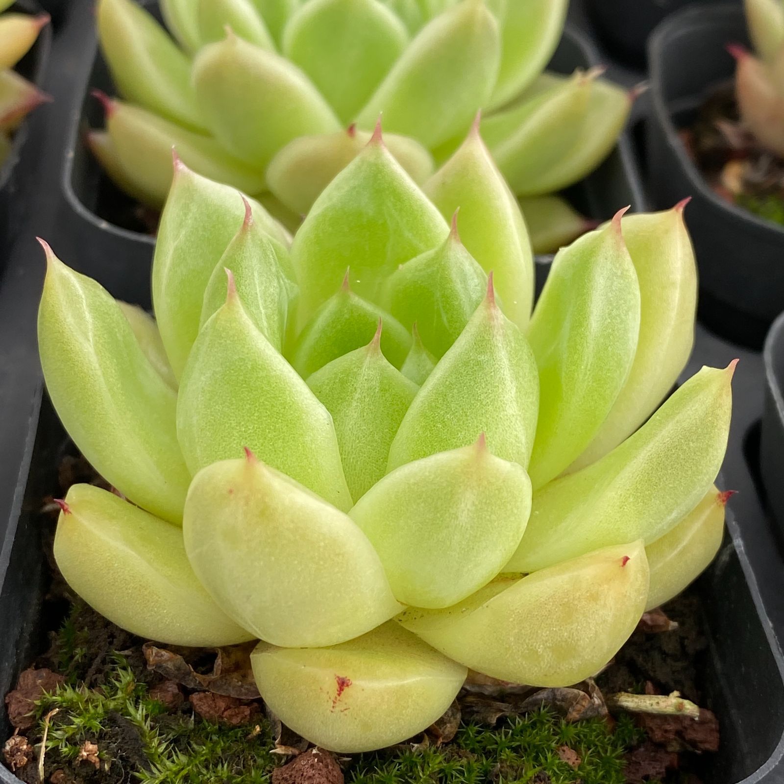 か*ん様 H725　バンシー　16株　抜き苗　多肉植物 エケベリア 韓国苗 16株の抜き苗セット】バンシー 多肉植物 佐川急便発送 エケベリア 韓国