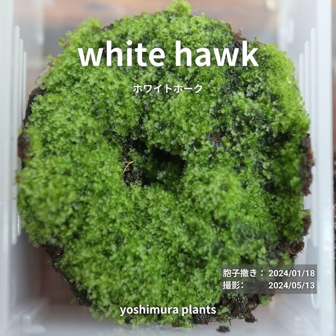 胞子] white hawk ホワイトホーク ビカクシダ - メルカリ