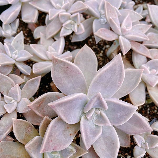 朧月　鉢ごと発送 多肉植物/朧月（毎週月曜日発送：8月11日の週は祝日を挟む為