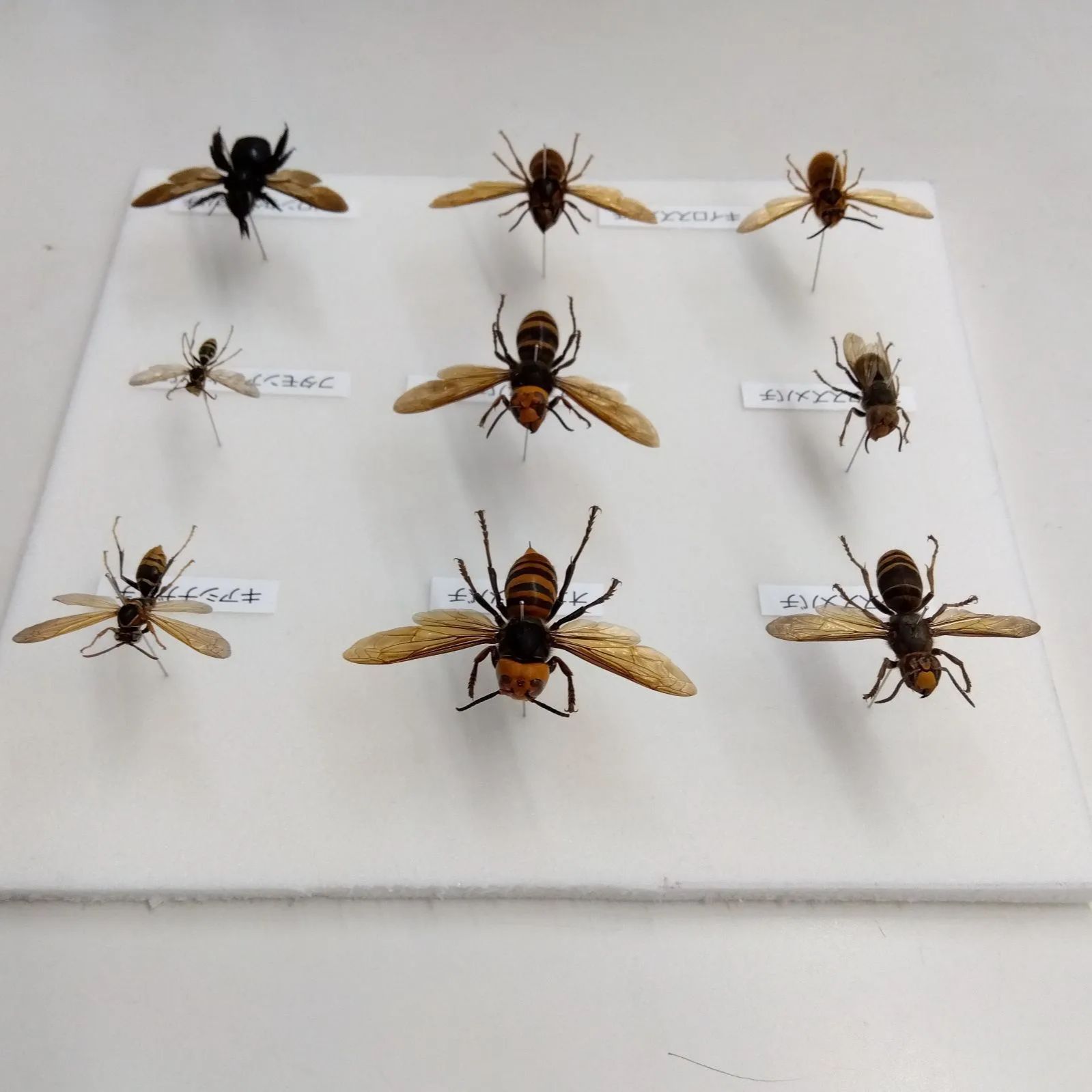 オオスズメバチ 他 モンスズメバチ コガタスズメバチ女王