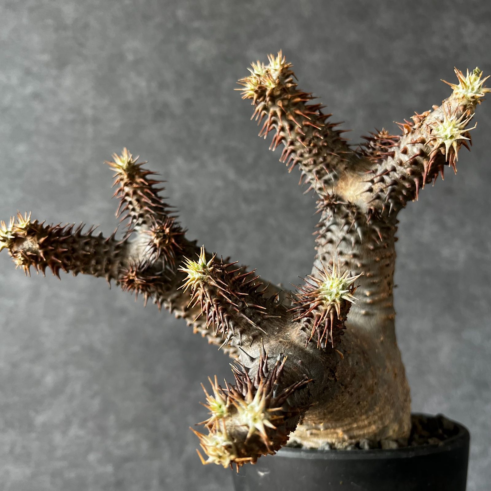 Pachypodium マカイエンセ ssp rosulatum パキポディウム 種子] 50粒