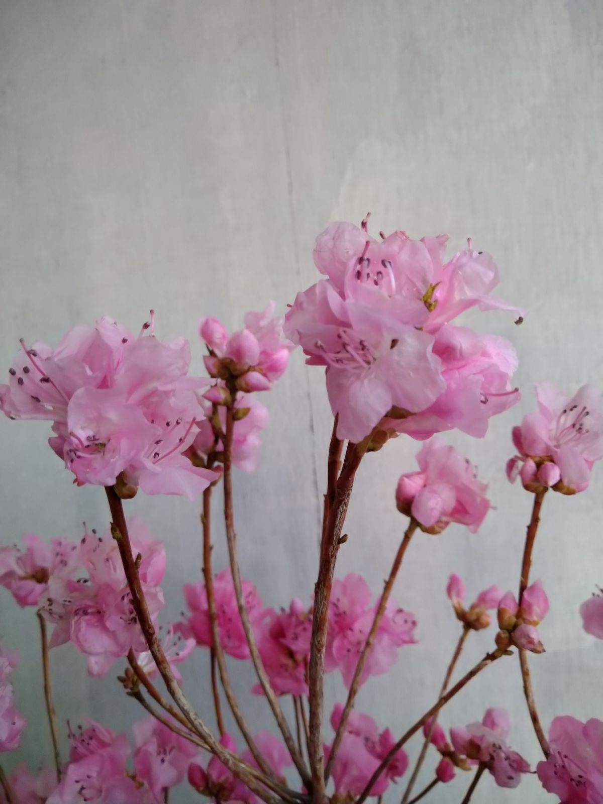 厳選桜ゲンカイツツジ株立ち