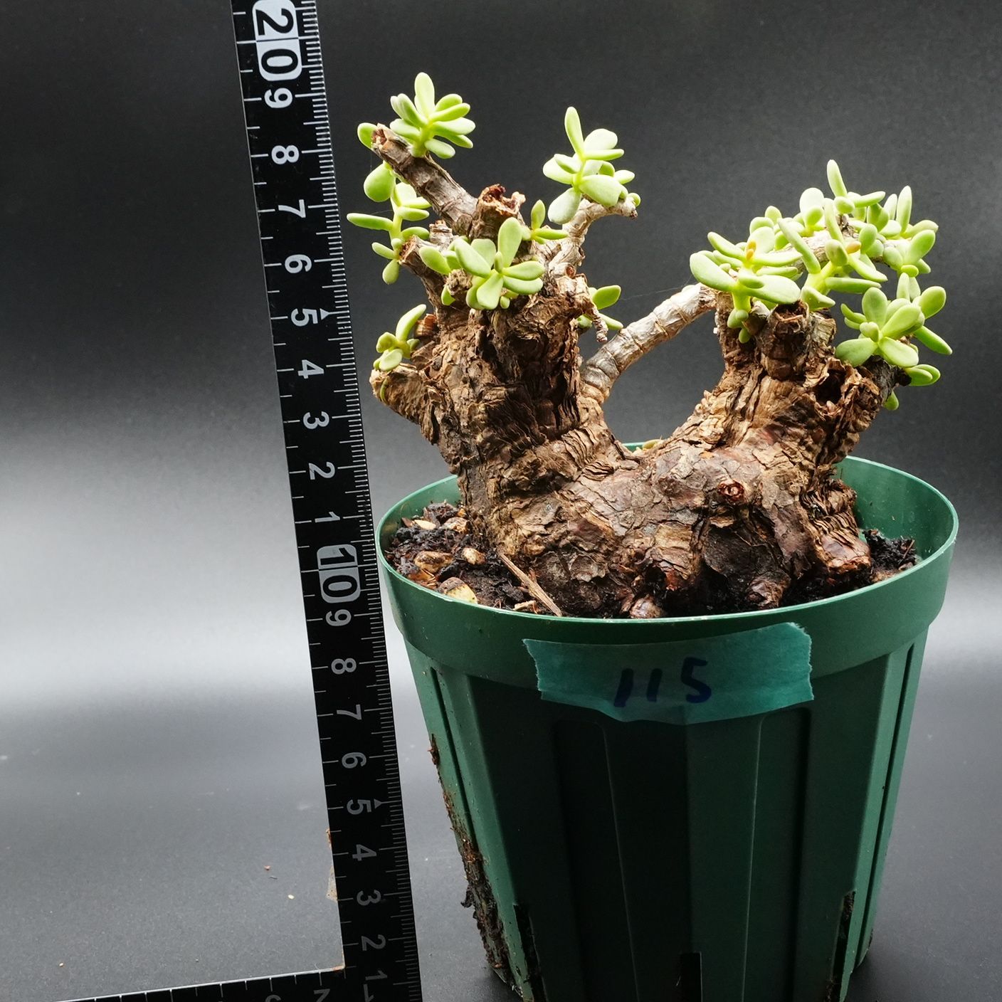 115 ケラリアピグマエア 鉢植え 発根済 - メルカリ